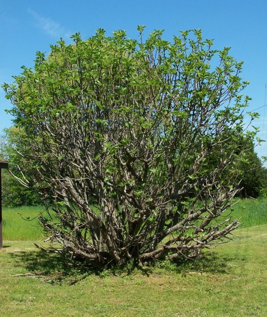 fig tree