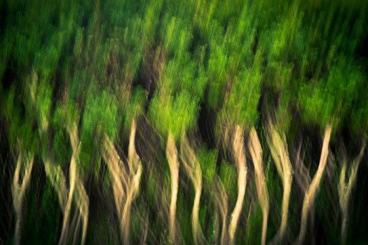 men-as-trees-walking1