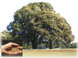 viernes propio 3 año 2