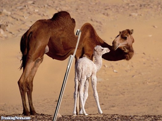 Camel-Going-Through-the-Eye-of-a-Needle--60704