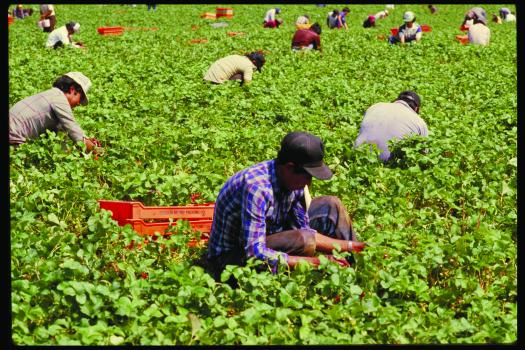 farmworkers-berries