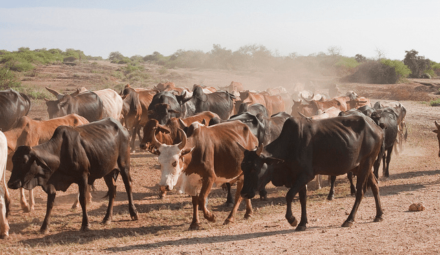 SAVANNAS-african-cattle