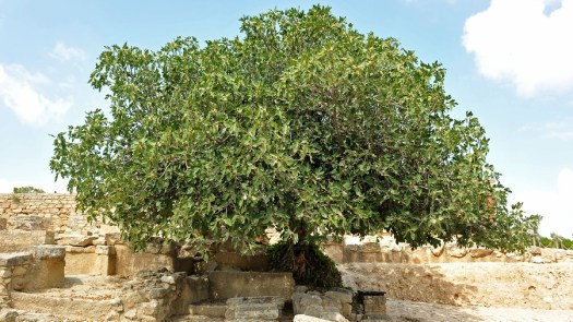 bigstock-Fig-Tree-37728229