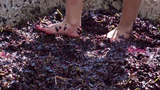 grape-stomps-at-les-pastras-cadenet-cadenet-709