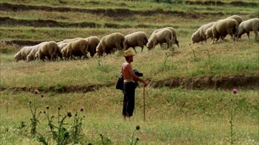 755511919-herding-dobruja-sheep-farming-sheferd