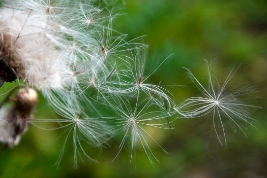thistledown-science-photo-library