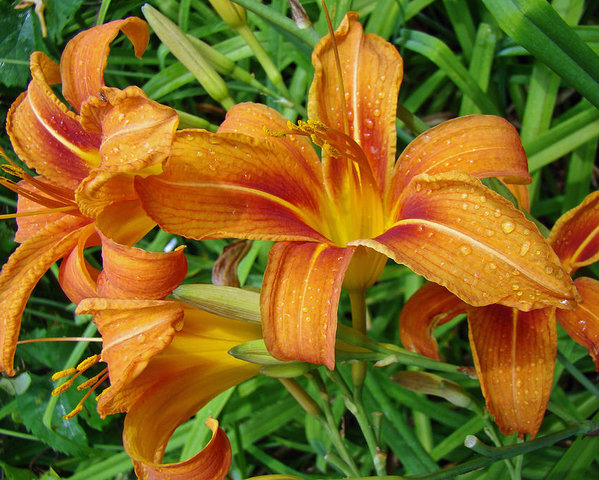 consider-the-lilies-of-the-field--hemerocallis-fulva-carol-senske