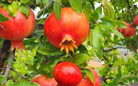 1.-Attractive-Color-Pomegranate-Fruits-on-Tree