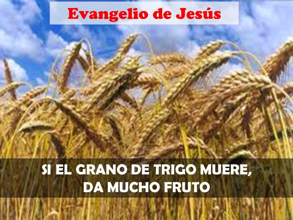 20el grano de trigo cae en tierra