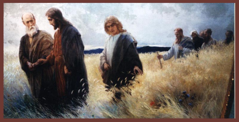 disciples eating grain